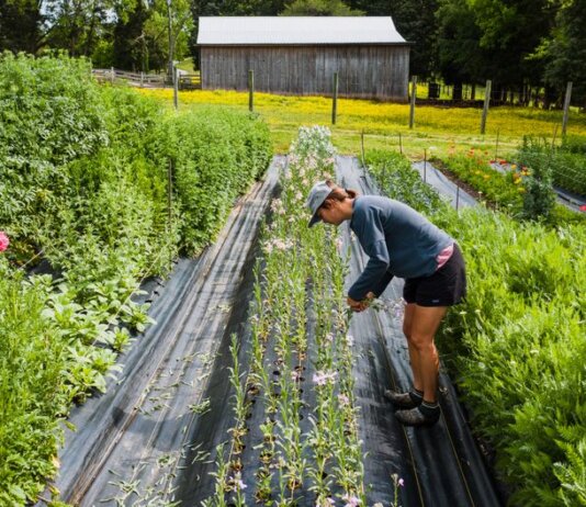 A woman performs farming tasks amidst lush plants and colorful flowers on a bright day.