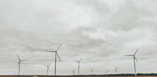 Expansive field showcasing towering wind turbines under an overcast sky.