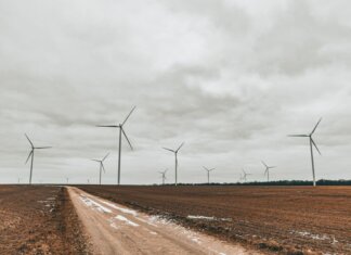 Expansive field showcasing towering wind turbines under an overcast sky.